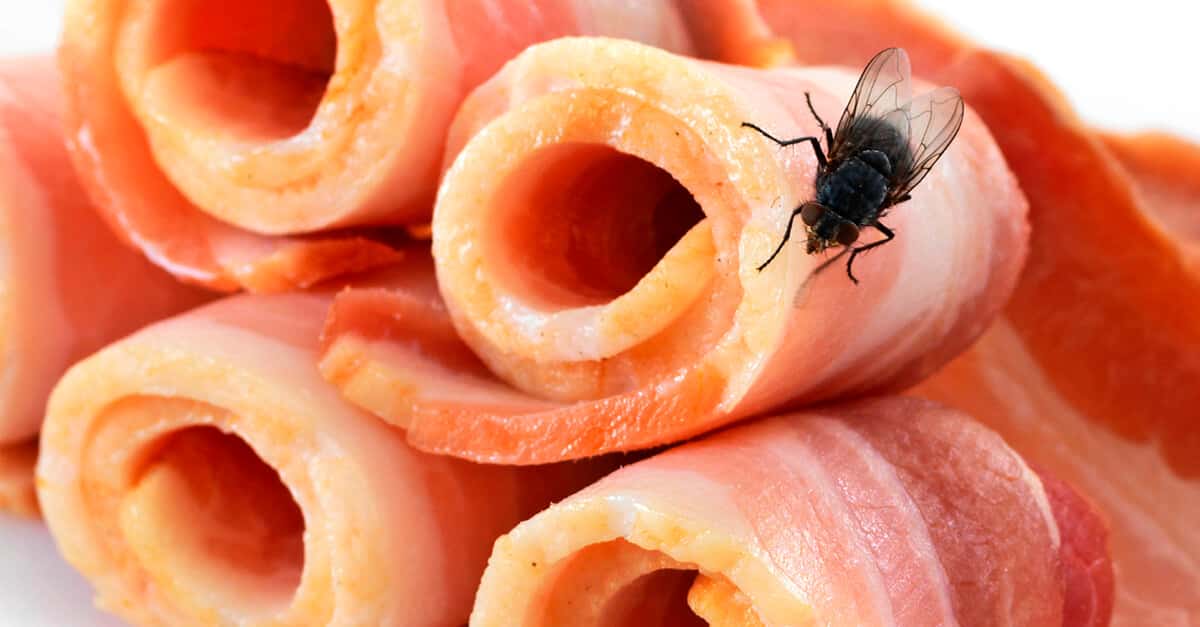 7 dicas para espantar moscas de casa