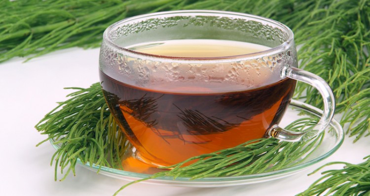 Chá de Cavalinha: Conheça 5 benefícios desse poderoso chá